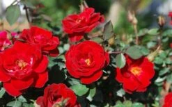 Sunrosa Red Dwarf Shrub Rose - 1 Gallon Pot -Cheap PLANTS Store Rose Sunrosa Red
