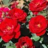 Sunrosa Red Dwarf Shrub Rose - 1 Gallon Pot -Cheap PLANTS Store Rose Sunrosa Red BS