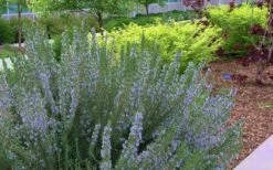 Arp Rosemary - 5 Pack Of Quart Pots -Cheap PLANTS Store Rosemary Arp Blooming 1