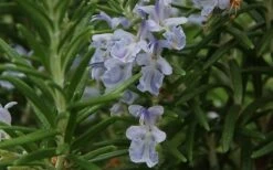 Arp Rosemary - 6 Pack Of Pint Pots -Cheap PLANTS Store Rosemary Arp Closeup 2