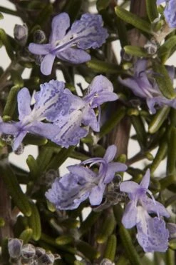 Barbeque Rosemary Plant - 6 Pack Of Pint Pots -Cheap PLANTS Store Rosemary Barbeque 13