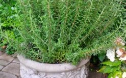 Barbeque Rosemary Plant - 6 Pack Of Pint Pots -Cheap PLANTS Store Rosemary Barbeque