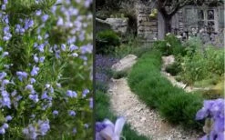 Chef's Choice Rosemary - 3 Gallon Pot 11 Chef's Choice Rosemary - 3 Gallon Pot -Cheap PLANTS Store Rosemary Chefs Choice 2 2