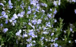 Chef's Choice Rosemary - 3 Gallon Pot 10 Chef's Choice Rosemary - 3 Gallon Pot -Cheap PLANTS Store Rosemary Chefs Choice Flowers 2