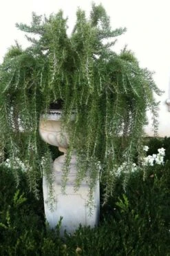 Foxtail Rosemary Plant - 1 Gallon Pot -Cheap PLANTS Store Rosemary Foxtail 2 1