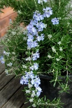Foxtail Rosemary Plant - 1 Gallon Pot -Cheap PLANTS Store Rosemary Foxtail 3 1