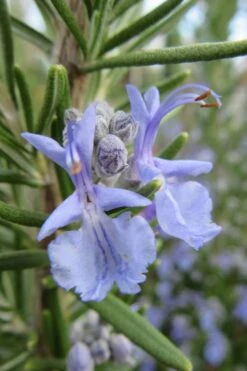 Prostrate Creeping Rosemary - 6 Pack Of Pint Pots -Cheap PLANTS Store Rosemary Prostrate 17