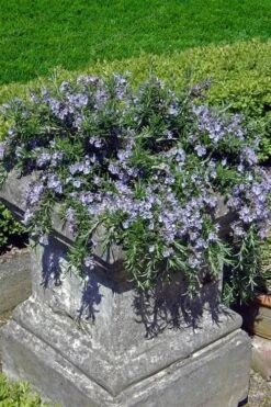 Prostrate Creeping Rosemary - 1 Gallon Pot -Cheap PLANTS Store Rosemary Prostrate 18 1
