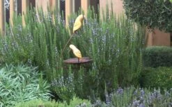 Tuscan Blue Rosemary - 5 Pack Of Quart Pots -Cheap PLANTS Store Rosemary Tuscan Blue 2 1