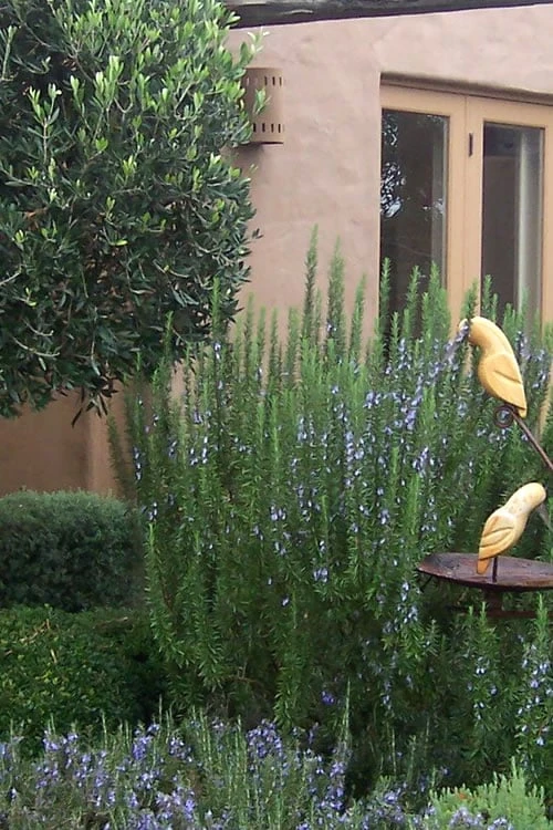 Tuscan Blue Rosemary - 1 Gallon Pot 3 Tuscan Blue Rosemary - 1 Gallon Pot