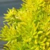 Lemon Ball Sedum - 5 Pack Of Pint Pots 2 Lemon Ball Sedum - 5 Pack Of Pint Pots -Cheap PLANTS Store Sedum mexicanum lemon ball 1