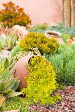 Lemon Ball Sedum - 5 Pack Of Pint Pots -Cheap PLANTS Store Sedum mexicanum lemon ball 2