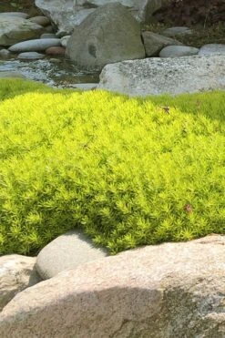 Lemon Ball Sedum - 5 Pack Of Pint Pots -Cheap PLANTS Store Sedum mexicanum lemon ball 4