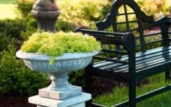 Lemon Ball Sedum - 5 Pack Of Pint Pots -Cheap PLANTS Store Sedum mexicanum lemon ball 6