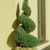 Spiral Dwarf Alberta Spruce Topiary - 3 Gallon Pot -Cheap PLANTS Store Spruce Dwarf Alberta Spiral Topiary 500x750 2