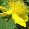 Creeping St Johns Wort - Hypericum Calycinum - 18 Pack Of Pint Pots -Cheap PLANTS Store St Johns Wort Creeping