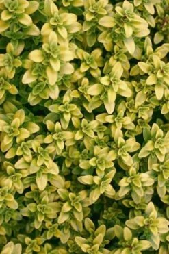 Archers Gold Lemon Thyme - Thymus Citriodorus - 10 Pack Of Pint Pots -Cheap PLANTS Store Thyme Archers Gold Rev 500x750 2