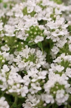 White Creeping Thyme (Thymus Praecox 'Albiflorus') - 5 Pack Of Quart Pots 10 White Creeping Thyme (Thymus Praecox 'Albiflorus') - 5 Pack Of Quart Pots -Cheap PLANTS Store Thyme Creeping White 3