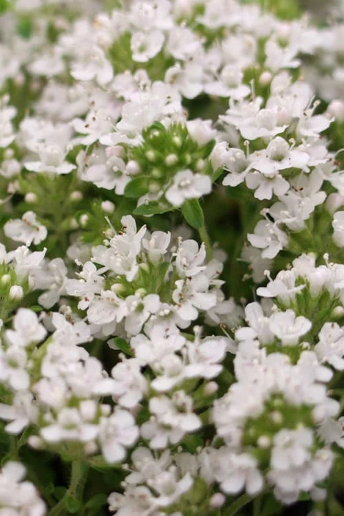 White Creeping Thyme (Thymus Praecox 'Albiflorus') - 5 Pack Of Quart Pots 6 White Creeping Thyme (Thymus Praecox 'Albiflorus') - 5 Pack Of Quart Pots - Image 4