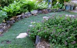 Elfin Creeping Thyme - Thymus Serpyllum Elfin - 18 Pack Of 3.5" Pint Pots -Cheap PLANTS Store Thyme Elfin 10 1