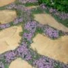 Elfin Creeping Thyme - Thymus Serpyllum Elfin - 18 Pack Of 3.5" Pint Pots -Cheap PLANTS Store Thyme Elfin 15 1