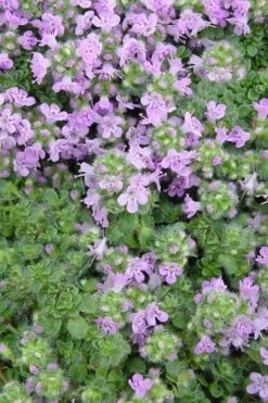 Elfin Creeping Thyme (Thymus Serpyllum 'Elfin') - 5 Pack Of Pint Pots -Cheap PLANTS Store Thyme Elfin BS