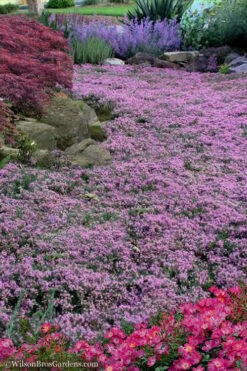 Pink Chintz Thyme - Thymus Serpyllum - 5 Pack Of Quart Pots -Cheap PLANTS Store Thyme Pink Chintz 10 3
