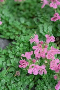 Pink Chintz Thyme - Thymus Serpyllum - 10 Pack Of Pint Pots -Cheap PLANTS Store Thyme Pink Chintz 5