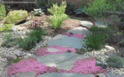 Pink Chintz Thyme - Thymus Serpyllum - 5 Pack Of Quart Pots -Cheap PLANTS Store Thyme Pink Chintz 8 3