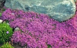 Red Creeping Thyme (Thymus Praecox 'Coccineus') - 6 Pack Of Pint Pots -Cheap PLANTS Store Thyme Red Creeping 10 2