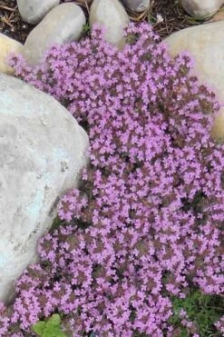 Pink Chintz Thyme - Thymus Serpyllum - 10 Pack Of Pint Pots -Cheap PLANTS Store Thyme Red Creeping 12