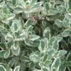 Silver Lemon Thyme - Thymus - 3 Pack Of Quart Pots -Cheap PLANTS Store Thyme Silver Lemon 500x750 1