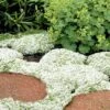 White Creeping Thyme (Thymus Praecox 'Albiflorus') - 5 Pack Of Quart Pots -Cheap PLANTS Store Thyme White Creeping 10