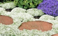 White Creeping Thyme (Thymus Praecox 'Albiflorus') - 5 Pack Of Quart Pots 11 White Creeping Thyme (Thymus Praecox 'Albiflorus') - 5 Pack Of Quart Pots -Cheap PLANTS Store Thyme White Creeping 5