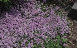 Splendens Purple Creeping Thyme - (Thymus Praecox) - 5 Pack Of Quart Pots -Cheap PLANTS Store Thymus Praecox Splendens 4
