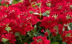 EnduraScape Red Verbena - 1 Gallon Pot 11 EnduraScape Red Verbena - 1 Gallon Pot -Cheap PLANTS Store Verbena EnduraScape Red