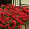 EnduraScape Red Verbena - 1 Gallon Pot -Cheap PLANTS Store Verbena EnduraScape Red 6