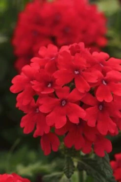 EnduraScape Red Verbena - 1 Gallon Pot 10 EnduraScape Red Verbena - 1 Gallon Pot -Cheap PLANTS Store Verbena EnduraScape Red 7