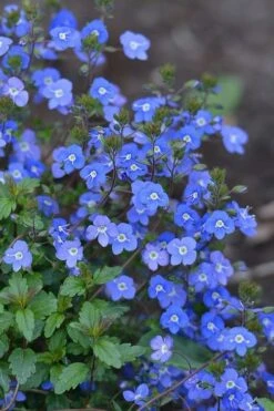 Georgia Blue Veronica Umbrosa - 6 Pack Of 1 Gallon Pots -Cheap PLANTS Store Veronica Georgia Blue 500x750 1