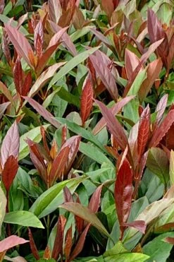 Coppertop Sweet Viburnum - (Single Trunk Topiary Tree) - 5 Gallon Pot -Cheap PLANTS Store Viburnum Coppertop 4