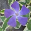 Variegated Bigleaf Periwinkle - Vinca Major 'Variegata' - 10 Pack Of Pint Pots -Cheap PLANTS Store Vinca Major Variegata Rev 500x750 1