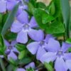 Evergreen Periwinkle - Vinca Minor - 6 Pack Of Pint Pots -Cheap PLANTS Store Vinca Minor 10