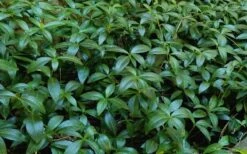Evergreen Periwinkle (Vinca Minor) - 10 Count Flat Of Pint Pots -Cheap PLANTS Store Vinca Minor 11 1