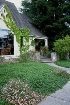 Evergreen Periwinkle (Vinca Minor) - 10 Count Flat Of Pint Pots -Cheap PLANTS Store Vinca Minor 14 1