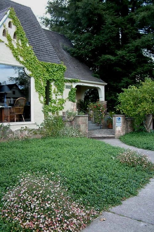 Evergreen Periwinkle - Vinca Minor - 6 Pack Of Pint Pots 7 Evergreen Periwinkle - Vinca Minor - 6 Pack Of Pint Pots - Image 5