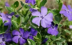 Ralph Shugert Variegated Periwinkle - Vinca Minor - 5 Pack Of Pint Pots -Cheap PLANTS Store Vinca Minor Ralph Shugert Closeup