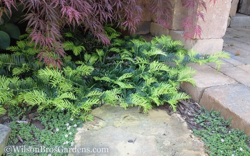 Creeping Japanese Plum Yew (Cephalotaxus Harringtonia 'Prostrata') - 7 Gallon Pot 6 Creeping Japanese Plum Yew (Cephalotaxus Harringtonia 'Prostrata') - 7 Gallon Pot - Image 5