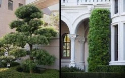 Podocarpus Macrophyllus Upright Yew - 6 Pack Of 1 Gallon Pots -Cheap PLANTS Store Yew Podocarpus 2