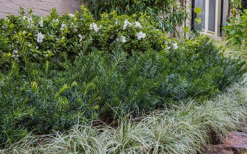 Yewtopia Plum Yew - 2 Gallon Pot 6 Yewtopia Plum Yew - 2 Gallon Pot - Image 4