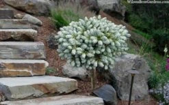 Ice Breaker Korean Fir (Single Trunk Topiary) - 3 Gallon Pot 11 Ice Breaker Korean Fir (Single Trunk Topiary) - 3 Gallon Pot -Cheap PLANTS Store abies koreana kouhouts ice breaker korean fir 2 1